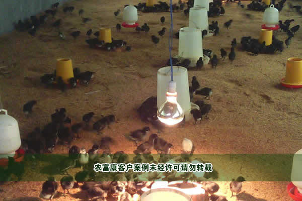 王先生發酵床養雞用戶實例圖片